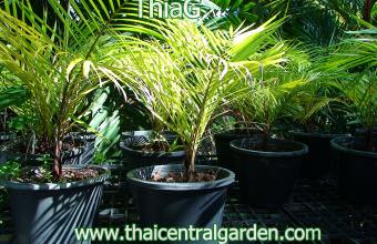 Palm สามทางคอแดง