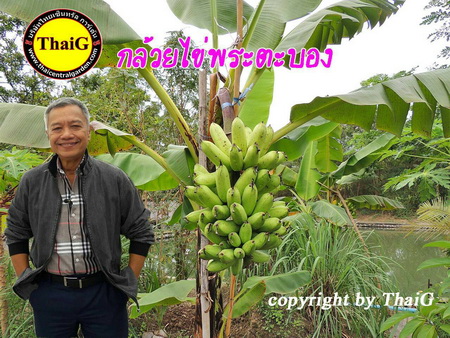 กล้วยไข่พระตะบอง