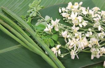 มะรุม สรรพคุณใบมะรุม