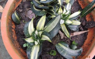 ลิ้นมังกรด่างแคระ