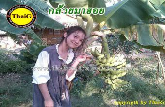 กล้วยมาฮอย กล้วย2เครือ เนื้ออร่อยหวาน