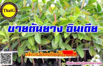 ขายต้นยางอินเดีย สำหรับทำไม้ประดับและตัดใบ