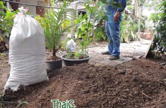 ขี้วัวโคขุนหมักน้ำเอ็นไซม์ หัวปลา