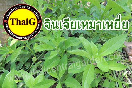 จินเจียเหมาเยี่ย แป๊ะตำปึง