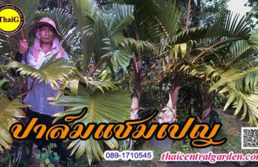 ปาล์มแชมเปญ ปาล์มประดับที่สวนปาล์ม ThaiG สามพราน