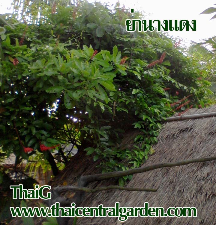 ต้นใบย่านาง แดง และยานางเขียว จากอาหารมาเป็นยา