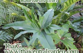ฟิโลเดรอดรอน ใบไขว้(Philodendron)