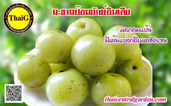 ผล มะขามป้อม อินเดีย ลูกใหญ่ ออกผลทวายทั้งปี