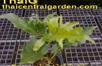 ไม้ตัดใบ เป็นไม้ใหม่ ฟิโลเดนดรอนใบไขว้