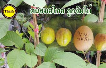 ผลสมอไทย ต้นสมอยักษ์ ลูกใหญ่เท่าไข่ไก่