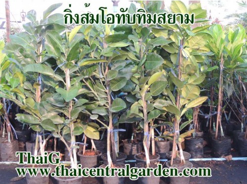 ส้มโอทับทิมสยาม ส้มโอแดงสยาม