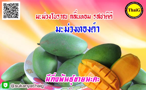 ผล มะม่วงทองดำ มะม่วงโบราณของไทย ออกผลทวาย