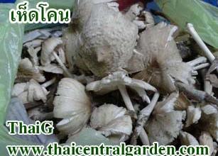 เห็ดโคน