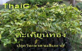 ต้นตะเคียน ทอง ลำต้นสูงปลูกวัดเขาสามสิบหาบ