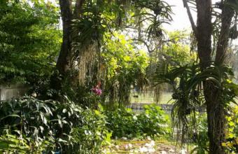 ต้นแคนา ไม้ดอกสีขาว กลิ่นหอมเป็นไม้ป่า