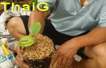 การปลูกถ่ายย้ายกล้า มอลสเตร่าไจแอนท์