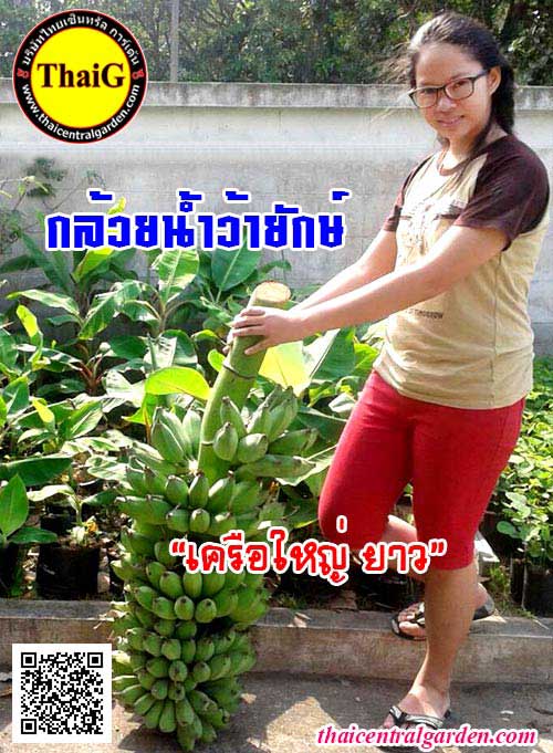 กล้วยน้ำว้ายักษ์ พันธุ์กล้วยผลยักษ์จัมโบ้ สวนThaiG