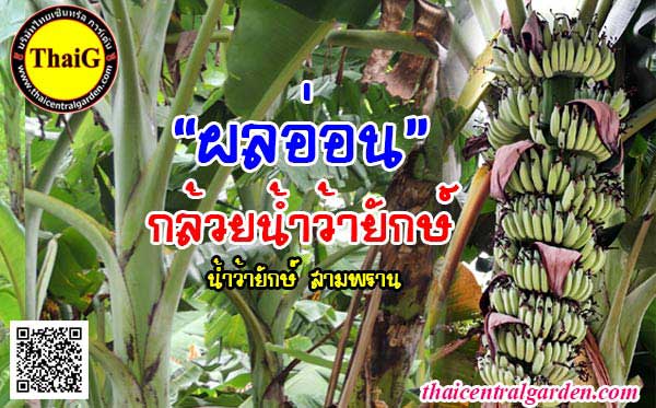 เครือกล้วยอ่อน กล้วยน้ำว้ายักษ์ ที่สวนThaiG สามพราน