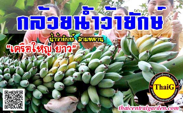 พันธุ์กล้วย กล้วยน้ำว้ายักษ์ เครือผลใหญ่ยาว