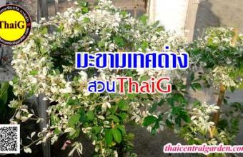 มะขามเทศด่าง ไม้ประดับสวนที่ต้องหามาปลูก