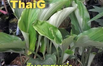 กระชาย ดำ กินประจำอายุยืนยาว