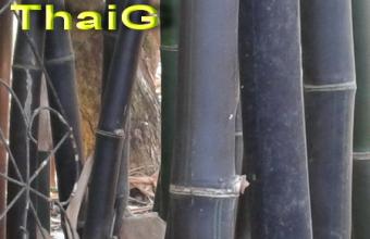 ไผ่ดำ ลำต้นใหญ่ สายพันธุ์ญี่ปุ่น