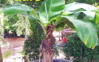 ต้น กล้วย หอมแคระ ใส่กระถาง