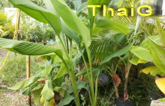 ต้นขมิ้นชัน