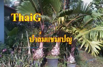 ปาล์มแชมเปญ ไม้ประดับฟอร์มดี