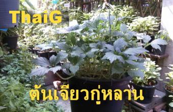 เจียวกุ่หลาน โรคความดัน