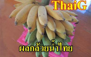 กล้วยน้ำไทย กล้วย อายุวัฒนะ
