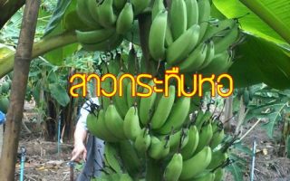 เครือกล้วย ผลกล้วย สาวกระทืบหอ