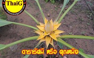 กล้วย คุณหมิง ดารารัศมี