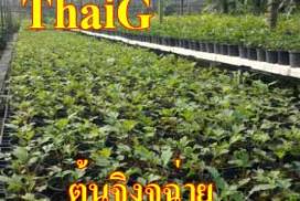 ต้นจิงจูฉ่าย ผักลดความดันและลดน้ำตาล