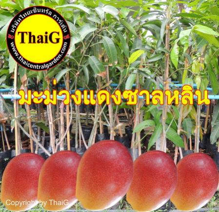 ต้นพันธุ์ มะม่วง ซาลหลิน