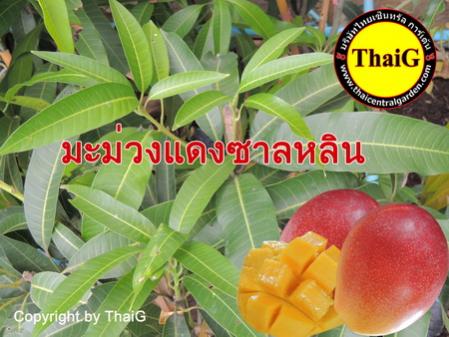 มะม่วงใต้หวัน แดงซาหลิน