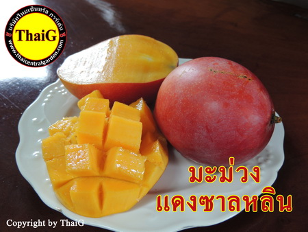 ผล มะม่วง ซาหลิน