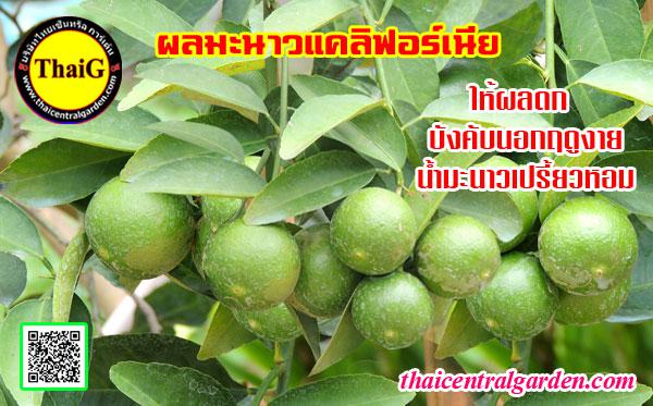 พันธุ์มะนาวแคลิฟอร์เนีย มะนาวผลดกเปลือกบาง