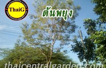 ต้นพยุง พยูง สวนThaiG