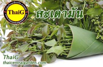 ดอก สะเดามัน