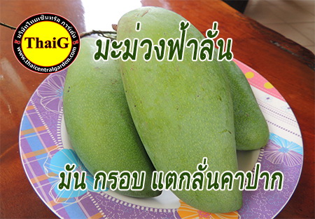 ผล มะม่วงฟ้าลั่น