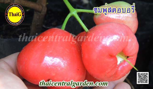 ชมพู่สตอเบอรี่