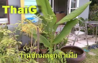 สรรพคุณว่านชักมดลูก ยาบำรุงมดลูกสตรี