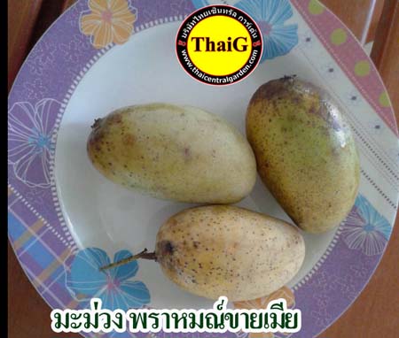 มะม่วงพราหมณ์ขายเมีย มะม่วงโบราณ