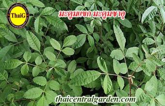 ใบมะตูมแขก