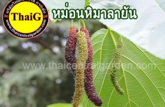 หม่อนหิมาลายัน มัลเบอรี่ รสชาติหวานลูกยาวใหญ่