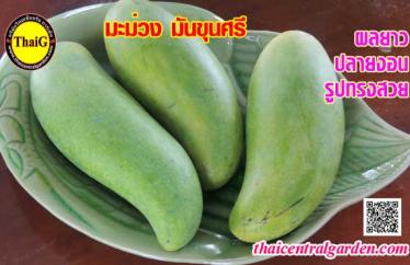 ผลมะม่วงมันขุนศรี ผลใหญ่น้ำหนักดี รสชาติหวานมัน