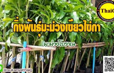ต้นพันธุ์มะม่วงเขียวไข่กา พันธุ์มะม่วงโบราณหากินผลยากค่ะ