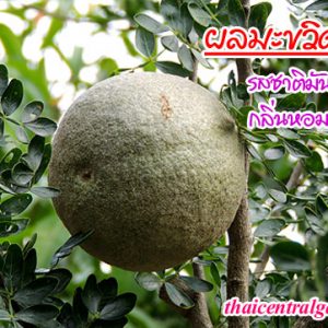 มะขวิดมัน