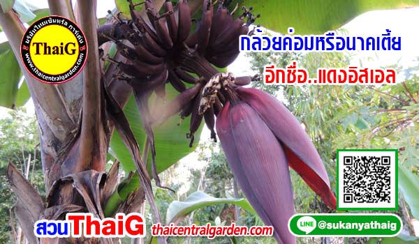 กล้วยค่อมหรือนาคเตี้ยหรืออีกชื่อแดงอิสราเอล